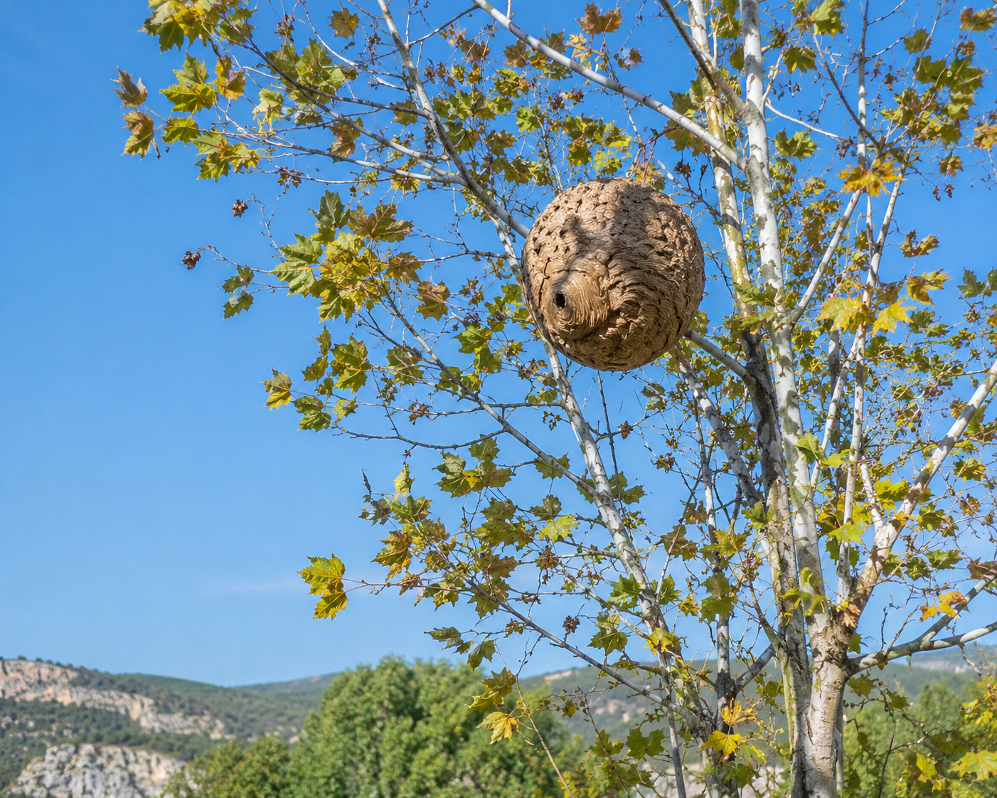 Nid de frelon asiatique dans un arbre à Forcalquier — Expert Nuisibles Habitat